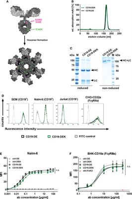 Dual Fc optimization to increase the cytotoxic activity of a CD19-targeting antibody